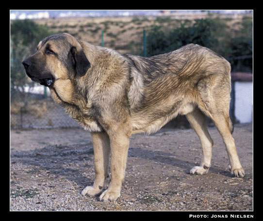 Young mastin from kennel Valle de Santiago
Breeder & owner: Cecilio López Prieto
Photo: Jonas Nielsen - © Copyright.  

Keywords: valle