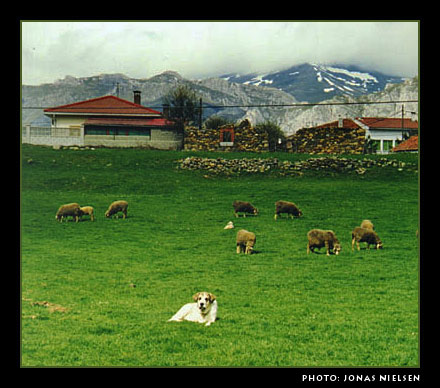 Mastín ganadero - Working mastín - Villamanin, León, Spain
Photo: Jonas Nielsen - © Copyright.  

Keywords: flock working ganadero