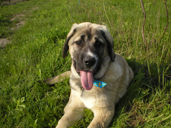 Alcazar Temudzin
Keywords: alcazar puppy cachorro