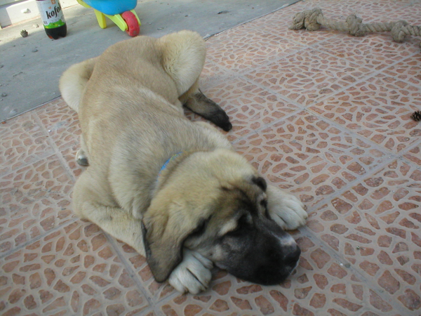 Alcazar Temudzin
Keywords: alcazar puppy cachorro