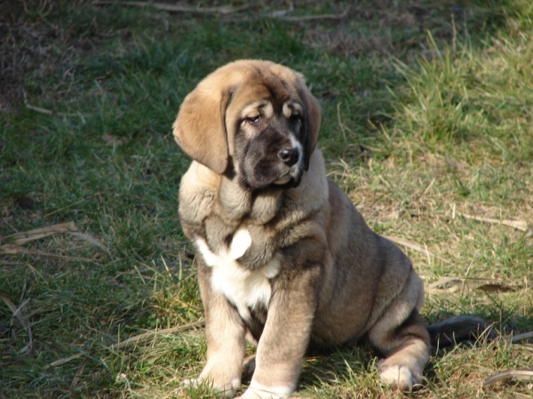 CALEJA TEMUDZIN 3 MONTHS OLD
