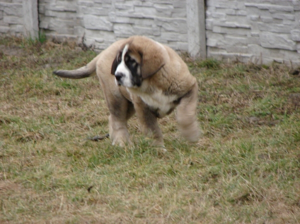 CARLOS TEMUDZIN 3 MONTHS OLD
