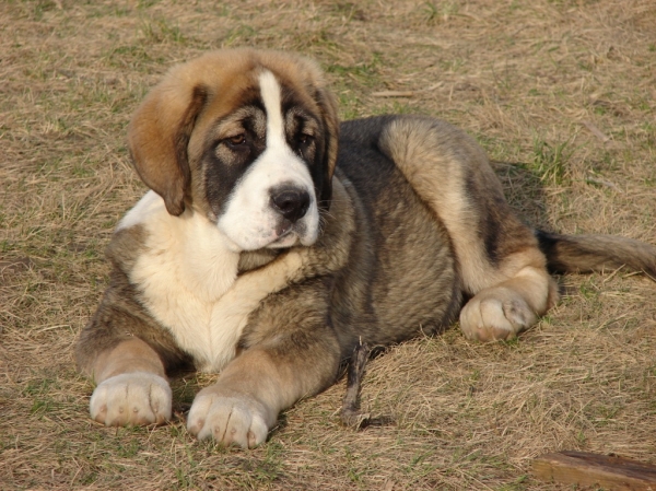 CARLOS TEMUDZIN 3,5 MONTHS OLD
ALCAZAR TEMUDZINx PINTA DE CERRO DEL VIENTO
