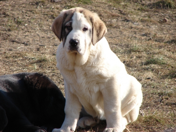 CASIOPEA TEMUDZIN 3 MONTH OLD
