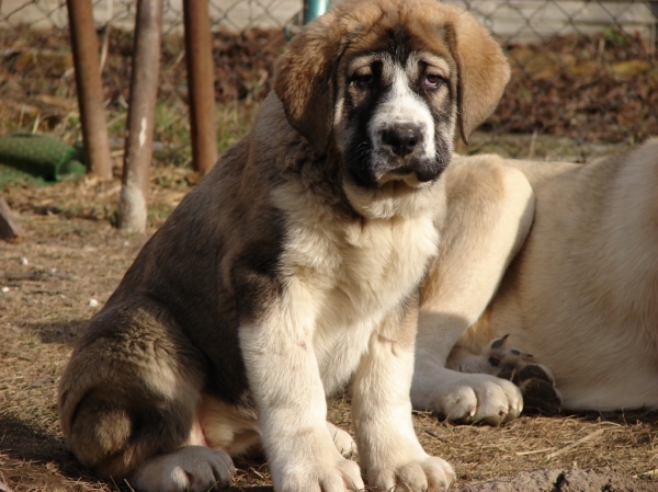 CORTIJA TEMUDZIN 3 MONTHS OLD
