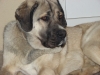 Filename=ALCAZAR_TEMUDZIN_12_month_old.JPG
Filesize=299KiB
Dimensions=1024x768
Date added=%445 %07, %2007 ALCAZAR_TEMUDZIN_12_month_old.JPG