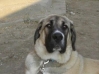 Filename=ALCAZAR_TEMUDZIN_6_month.JPG
Filesize=19KiB
Dimensions=448x336
Date added=%578 %16, %2006 ALCAZAR_TEMUDZIN_6_month.JPG
