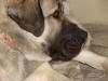 Filename=ALCAZAR_TEMUDZIN_FACE.JPG
Filesize=310KiB
Dimensions=1024x768
Date added=%445 %07, %2007 ALCAZAR_TEMUDZIN_FACE.JPG