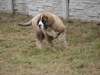 Filename=Carlos.JPG
Filesize=340KiB
Dimensions=1024x768
Date added=%405 %18, %2009 Carlos.JPG