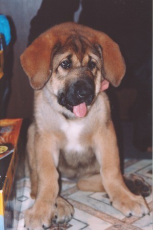 BasMagiaAlabama (Elfa) - 3 months old
Keywords: puppy cachorro elfa