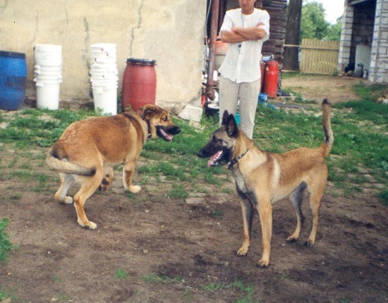 BasMagiaAlabama (Elfa) - 6,5 months old
Elfa and Malinua (Belgian Malinois)
Keywords: pet puppy cachorro elfa