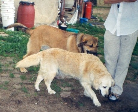 BasMagiaAlabama (Elfa) - 6,5 months old
Elfa and Golden Retriever
Keywords: puppy cachorro elfa