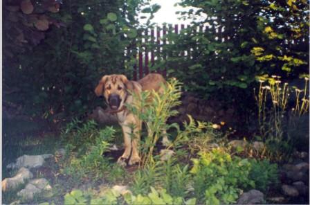 BasMagiaAlabama (Elfa) - 6,5 months old
Keywords: puppy cachorro elfa