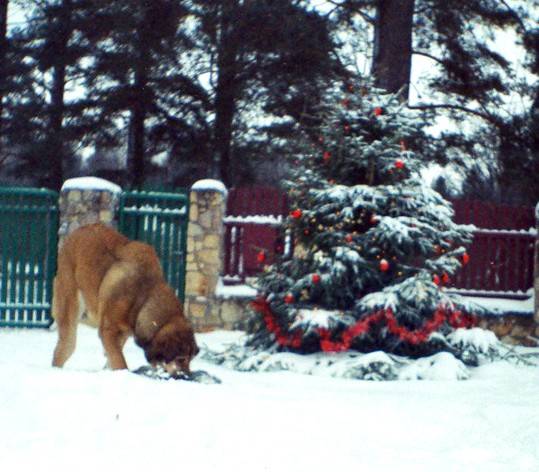 BasMagiaAlabama (Elfa) - 12 months old
The Christmas-tree
Keywords: snow nieve elfa