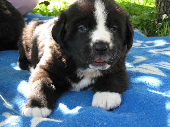 Puppies are 3 weeks old
Bas Magia Alabama (ELFA) & Naikons Lirs Favorits (NAIK)
15.07.2007.
