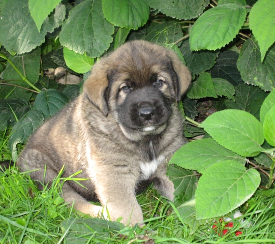 ELFA's puppies
NaikoBam Admiral - 5 weeks
Keywords: puppylatvia elfa