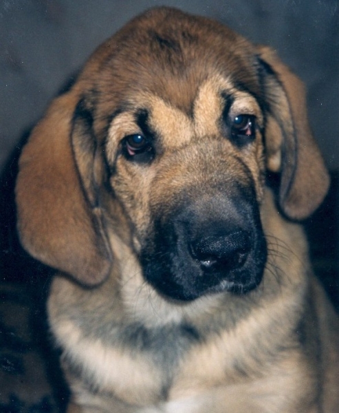 BasMagiaAlabama (Elfa) - 4 months old
Keywords: puppy head portrait cabeza cachorro elfa