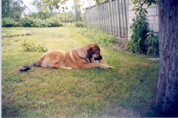 BasMagiaAlabama (Elfa) - 5,5 months old
Keywords: puppylatvia puppy cachorro elfa