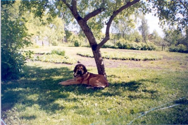 BasMagiaAlabama (Elfa) - 5,5 months old
In the garden
Keywords: puppylatvia puppy cachorro elfa