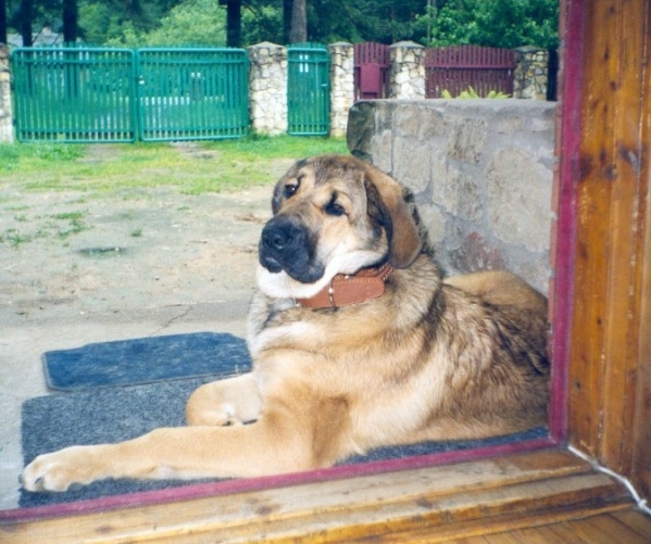 BasMagiaAlabama (Elfa) - 5,5 months old
Keywords: puppylatvia puppy cachorro elfa