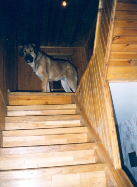 BasMagiaAlabama (Elfa) - 6 months old
it's a chance of a lifetime
Keywords: puppy cachorro elfa