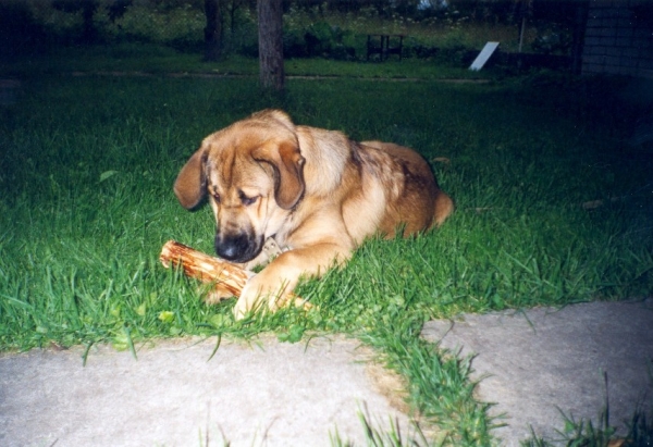 BasMagiaAlabama (Elfa) - 6,5 months old
Keywords: puppy cachorro elfa