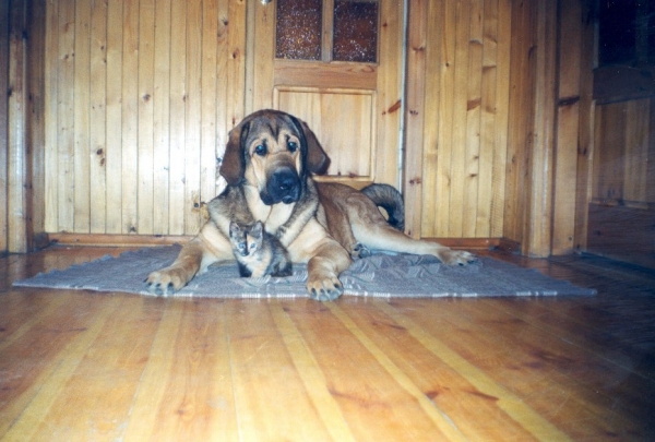 BasMagiaAlabama (Elfa) - 8 months old
Keywords: puppy cachorro elfa