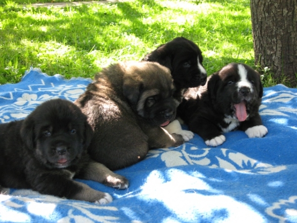 Puppies are 3 weeks old
Bas Magia Alabama (ELFA) & Naikons Lirs Favorits (NAIK)
15.07.2007.
