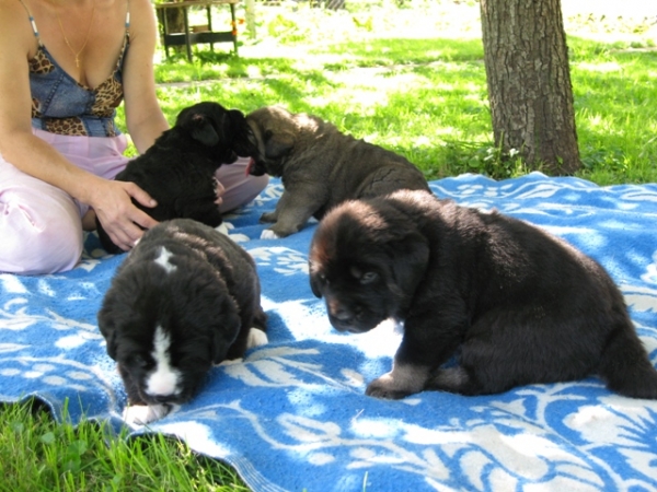 Puppies are 3 weeks old
Bas Magia Alabama (ELFA) & Naikons Lirs Favorits (NAIK)
15.07.2007.
