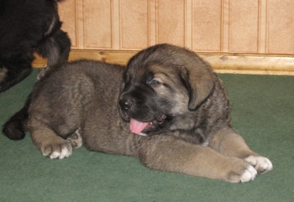 ELFA's puppies
NaikoBam Admiral
5 weeks
Keywords: elfa