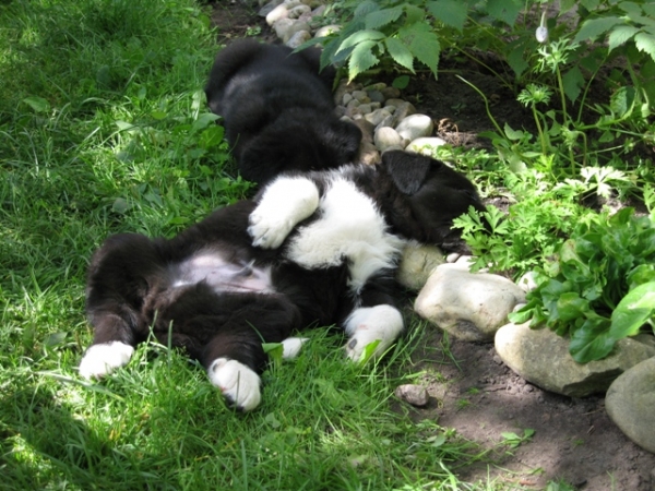 ELFA's puppies
5 weeks
Keywords: puppylatvia elfa