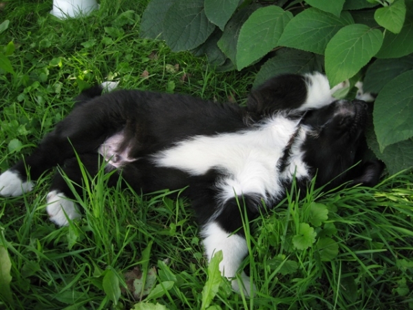 ELFA's puppies
NaikoBam Acapulco
5 weeks
Keywords: puppylatvia elfa