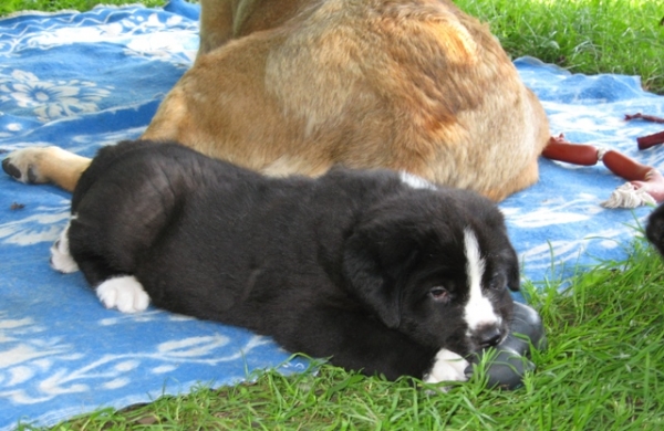 ELFA's puppies
NaikoBam Arizona
5 weeks
Keywords: puppylatvia elfa