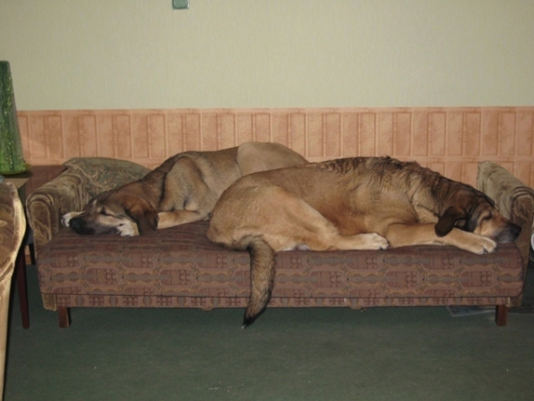 Elfa & Ralo
They are dreaming about a larger sofa     
Keywords: elfa ralo