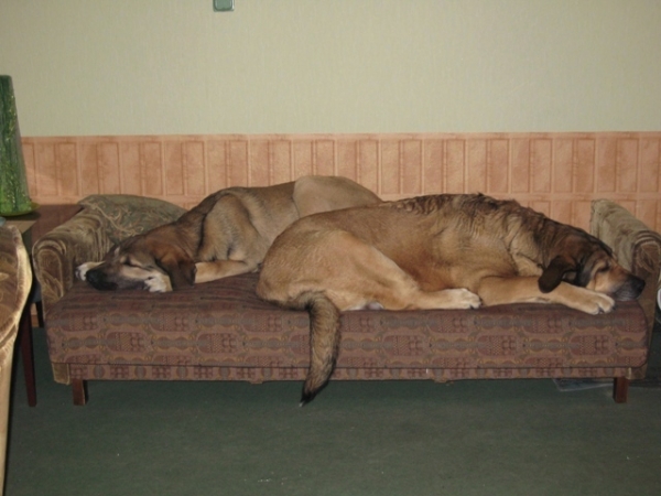 Elfa & Ralo
They are dreaming about a larger sofa     
Kľúčové slová: elfa ralo