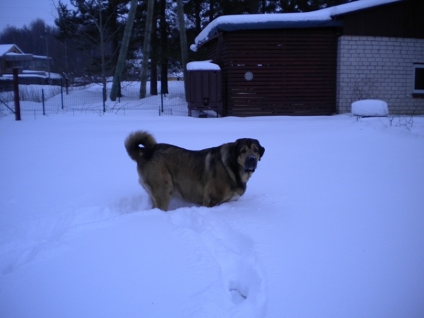 Naiko Bam Admiralo (Ralo)  
This winter a lot of snow.
