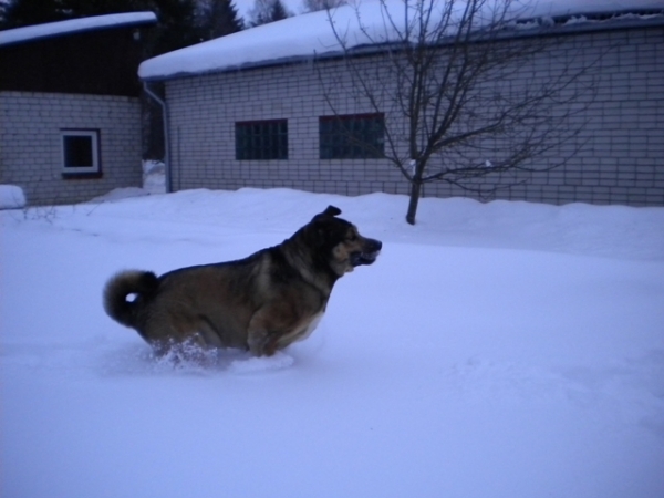 Naiko Bam Admiralo (Ralo)  
This winter a lot of snow.
05.02.2010.
