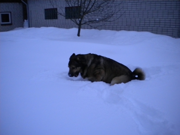 Naiko Bam Admiralo (Ralo)  
This winter a lot of snow.
05.02.2010.
