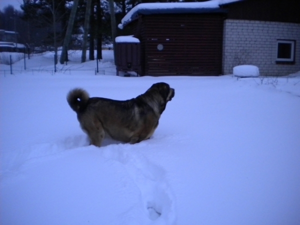 Naiko Bam Admiralo (Ralo)  
This winter a lot of snow.
05.02.2010.
