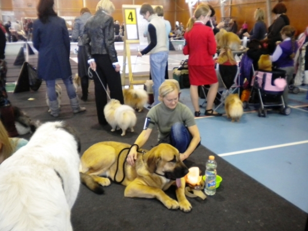 09.10.2010,  National dog show  in Limbazi, Latvia
Winola Tornado Erben
