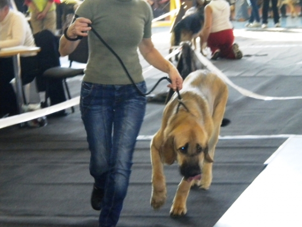 09.10.2010,  National dog show  in Limbazi, Latvia
Winola Tornado Erben
