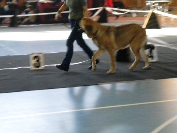 09.10.2010,  National dog show  in Limbazi, Latvia
Winola Tornado Erben
