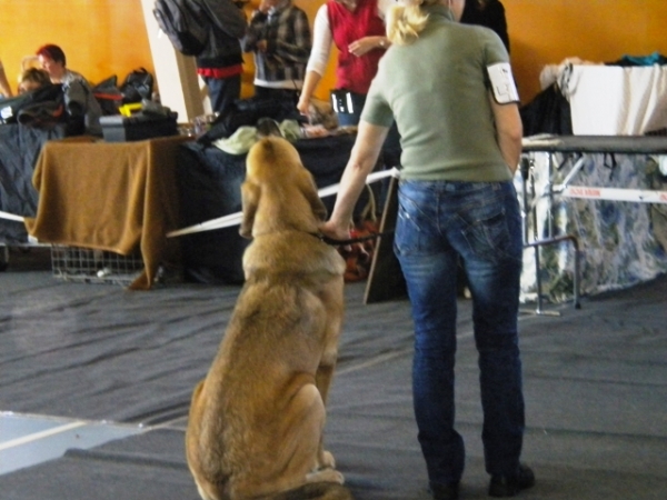 09.10.2010,  National dog show  in Limbazi, Latvia
Winola Tornado Erben
