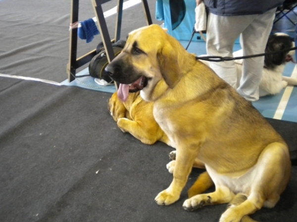 09.10.2010,  National dog show  in Limbazi, Latvia
Winola Tornado Erben
