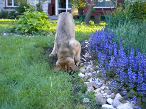 Winola Tornado Erben
Moles hunt
