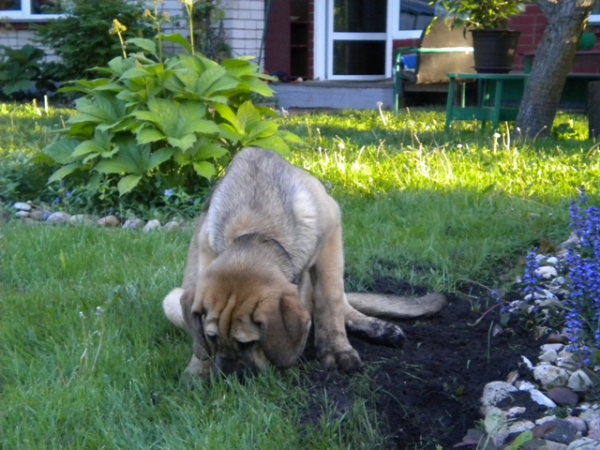 Winola Tornado Erben
Moles hunt
