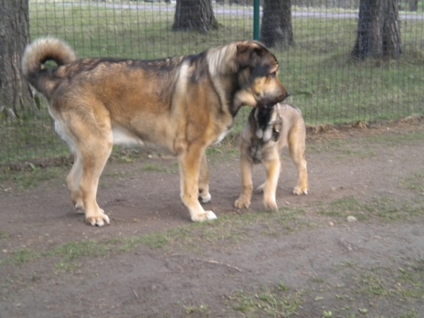 Winola Tornado Erben & Ralo
Winola - 15 weeks
