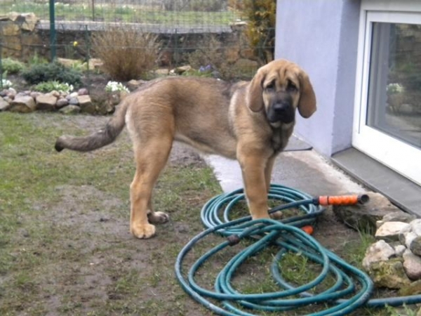 Winola Tornado Erben
Winola - 15 weeks
