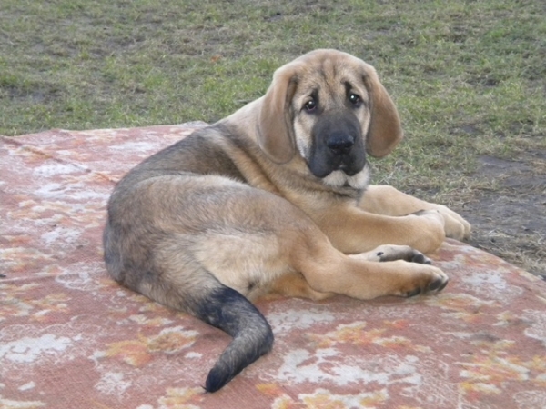 Winola Tornado Erben
Winola 12 weeks
