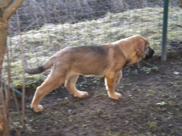 Winola Tornado Erben
Winola 12 weeks
